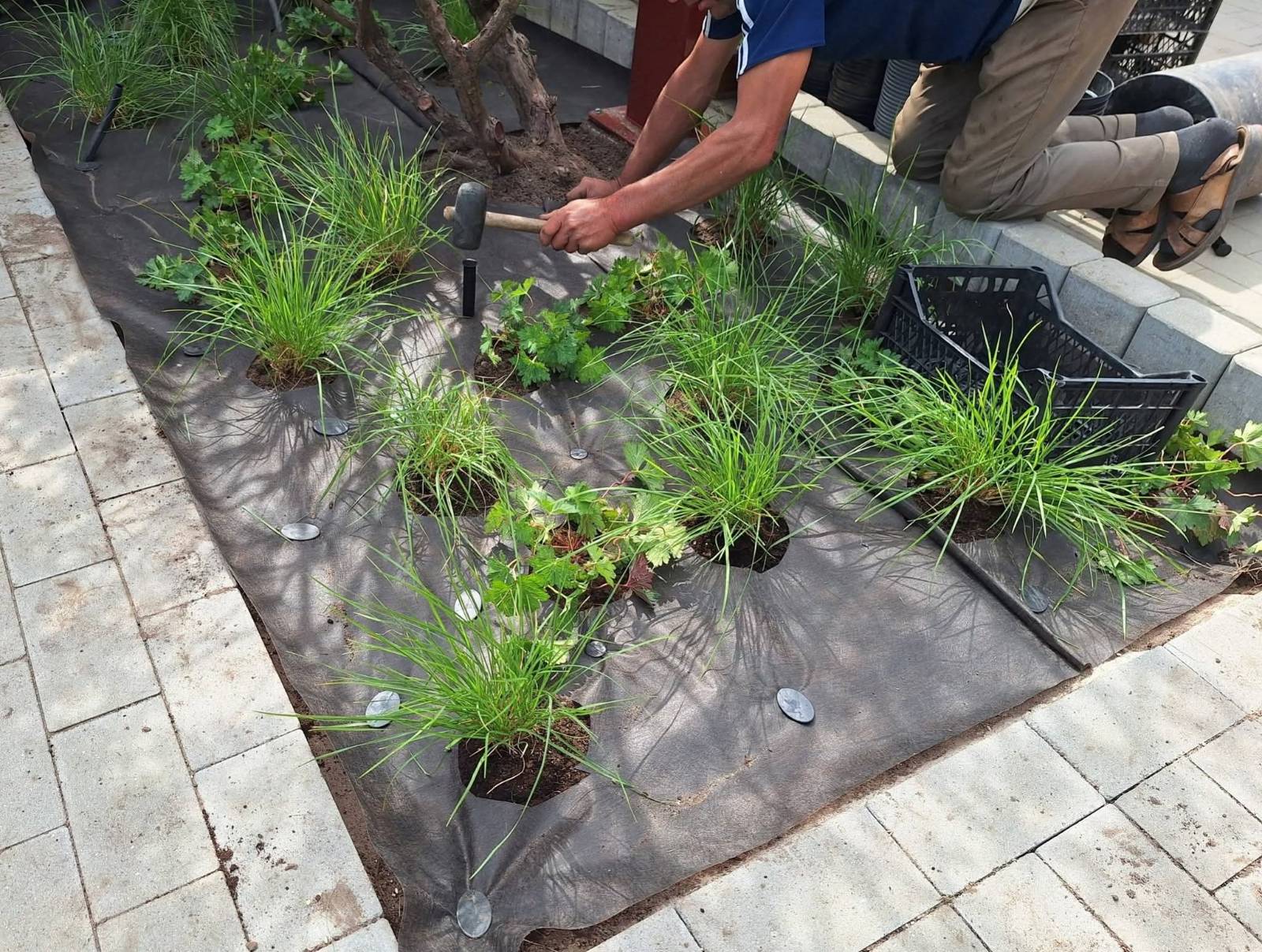 Augalų sodinimas su mulčiavimo danga