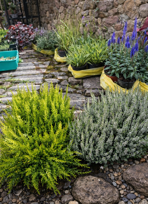 Dekoratyviniai augalai